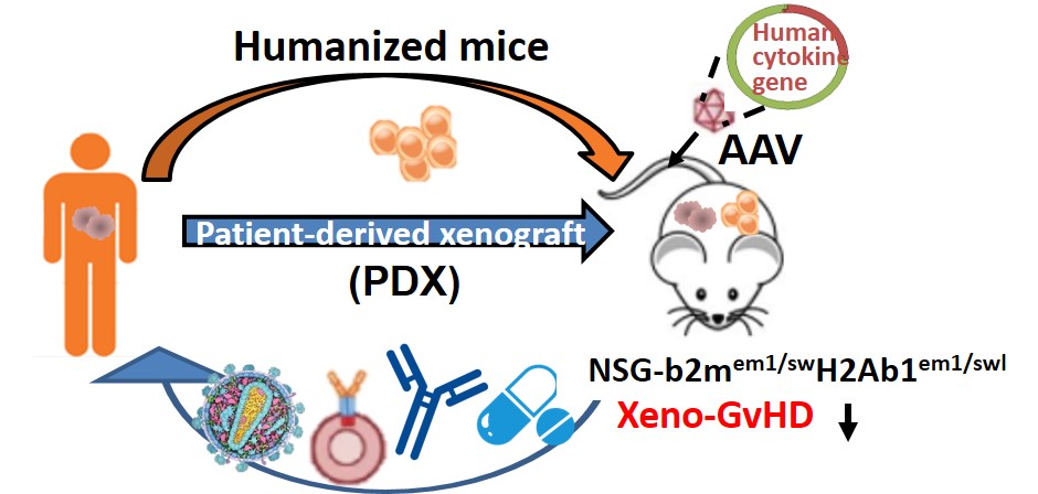 Optimization of humanized mouse models by CRISPR gene editing technology