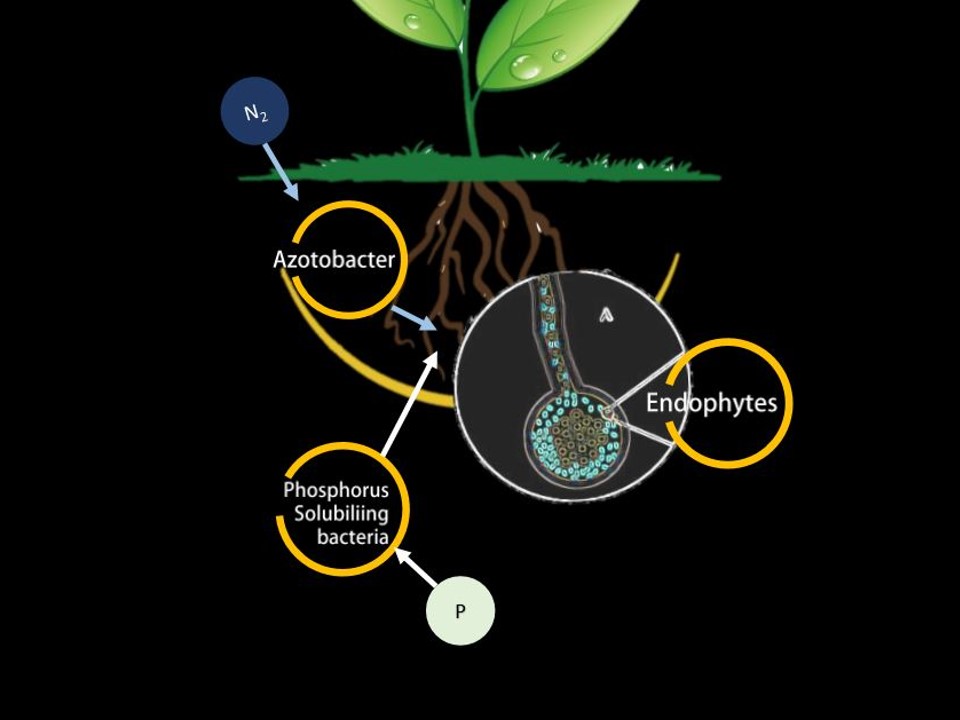 土壤健康管理與客製化生技肥