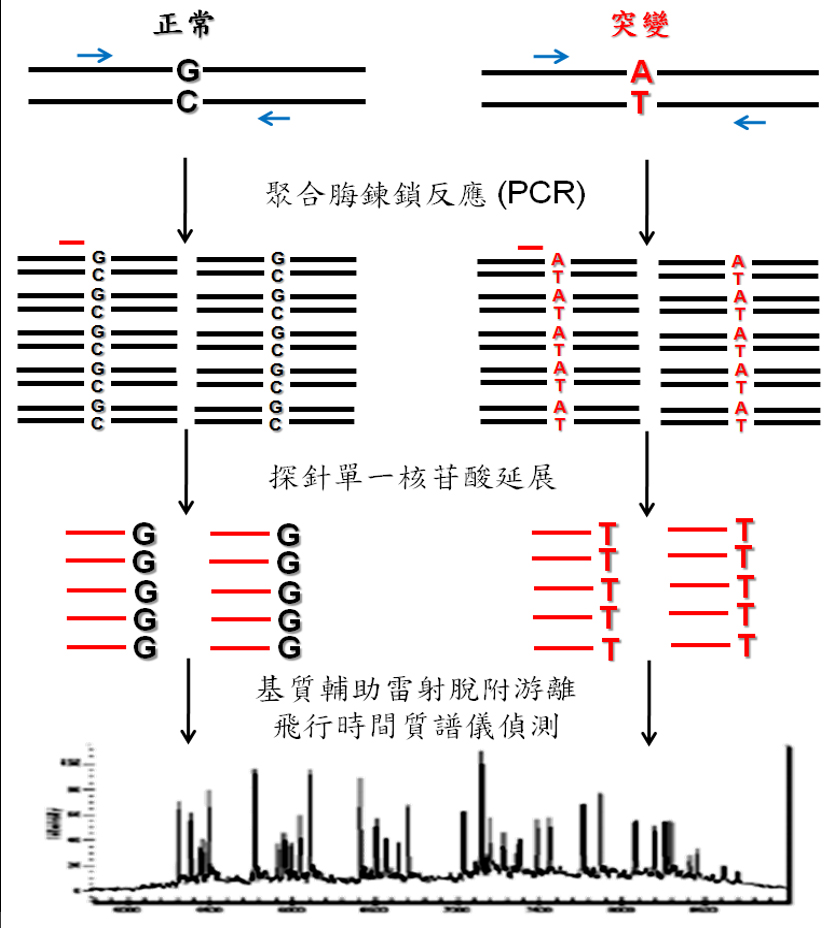 核酸質譜儀客製化套組應用於基因突變檢測