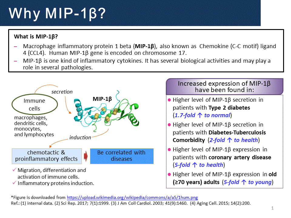巨噬細胞發炎蛋白-1β(MIP-1β)抑制劑用於促進血管新生以改善組織缺血及糖尿病血管病變的用途