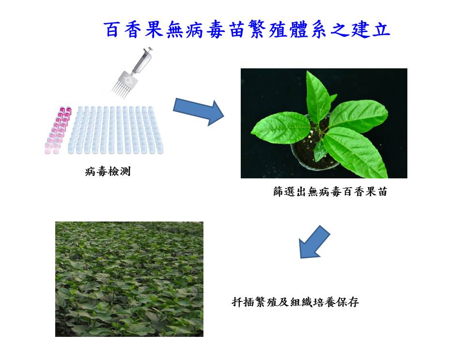 Propagation system of virus-free passionfruit seedlings in Vietnamdevelopment of mild strains for control of passionfruit virus