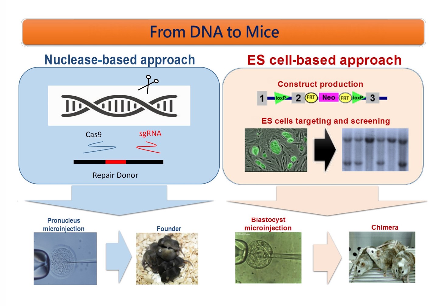 Utilization of CRISPR gene editing technologyadeno-associated viral vectors to develop humanized disease mouse models
