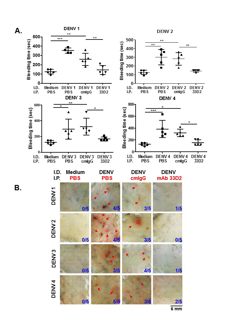 Development of Dengue Virus Modified Nonstructural Protein 1 Wing Domain VaccineMonoclonal Antibody against Dengue Virus Infection