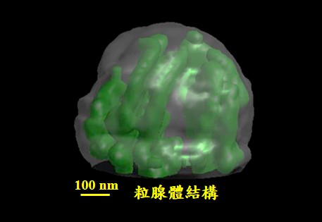 超級顯微鏡－奈米級超高解析度的3D掃描技術(軟X光)