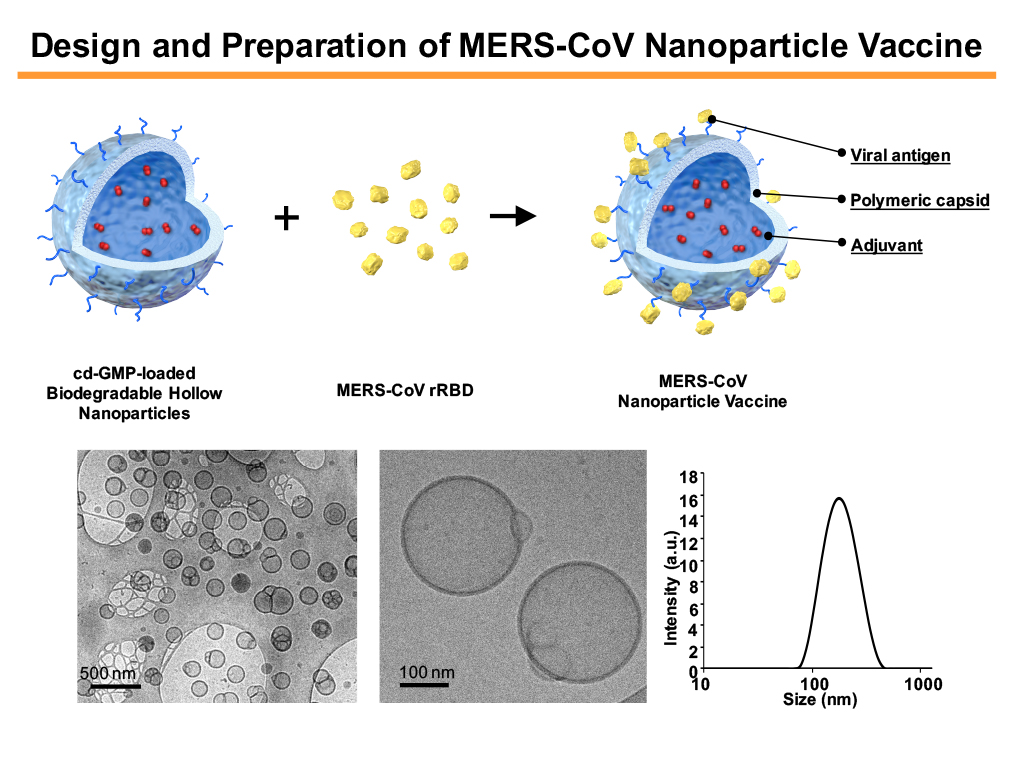 Hollow polymeric nanoparticles for preparing potent viromimetic nanoparticle vaccines
