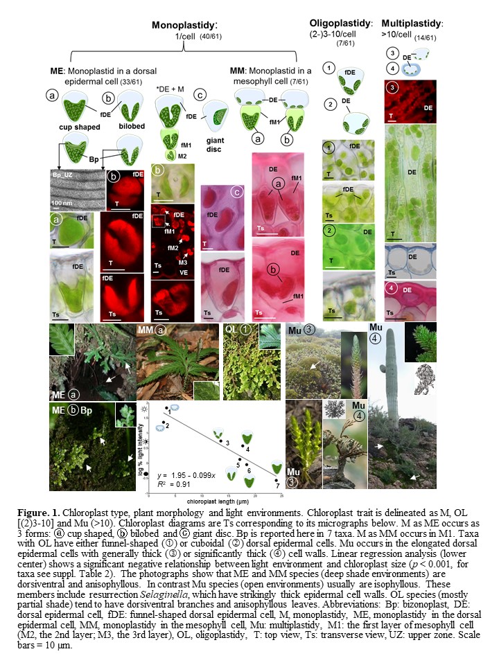 DiversityEvolutionary Secret of Giant Chloroplasts of Selaginella