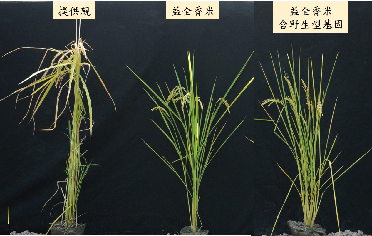 The new Yi Quan rice with strong, low water consumption, high yield