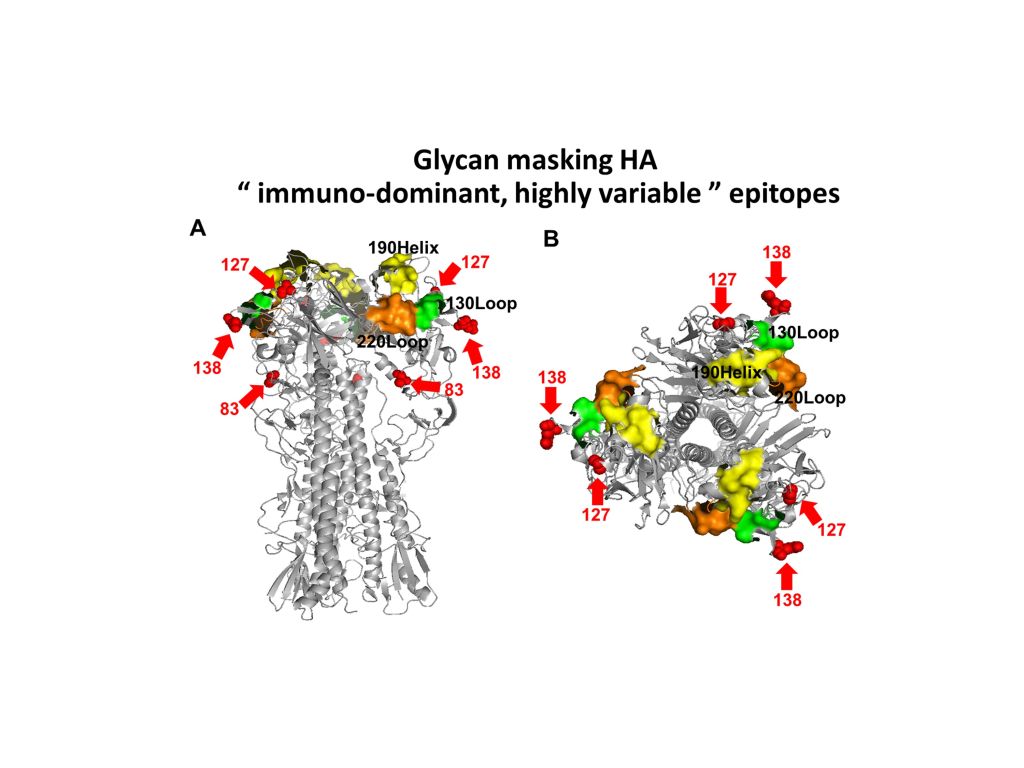 Glycan-maskingglycan-unmasking hemagglutinin antigens for universal influenza vaccine development