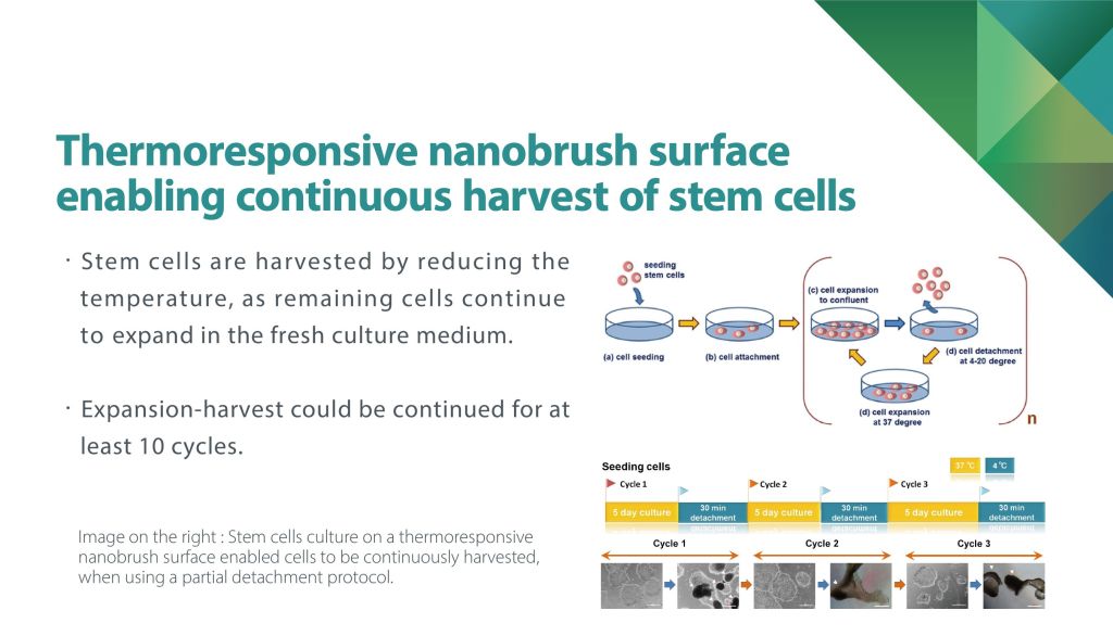 Thermoresponsive nanobrush surface enabling continuous harvest of stem cells