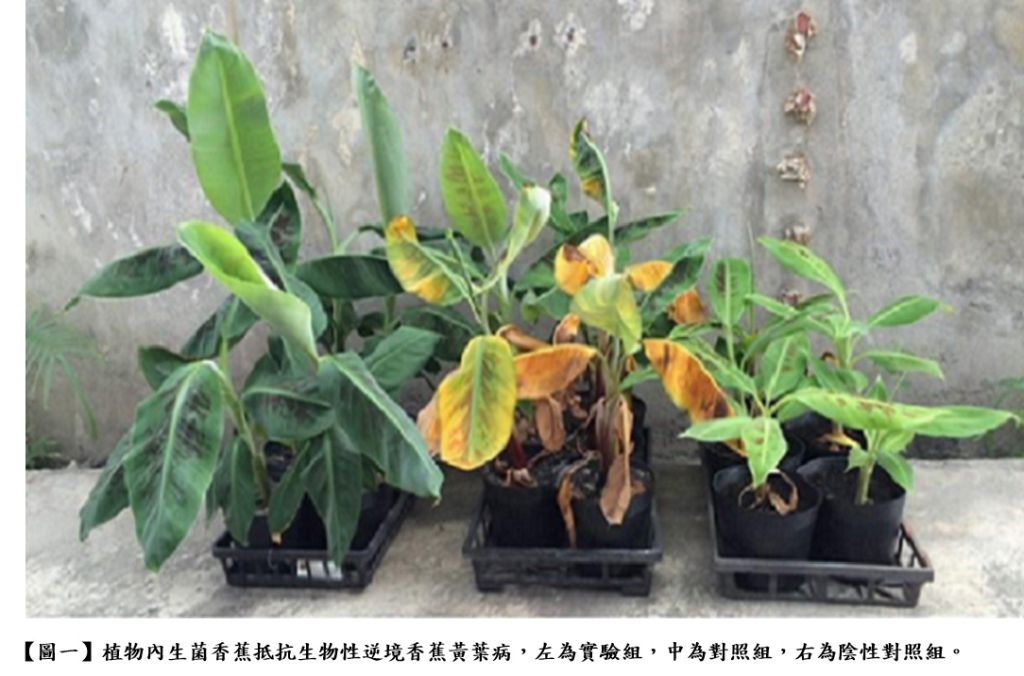Non-GMO green revolution under climate change: The plant beneficial endophytic agent for total solution of abioticbiotic stresses