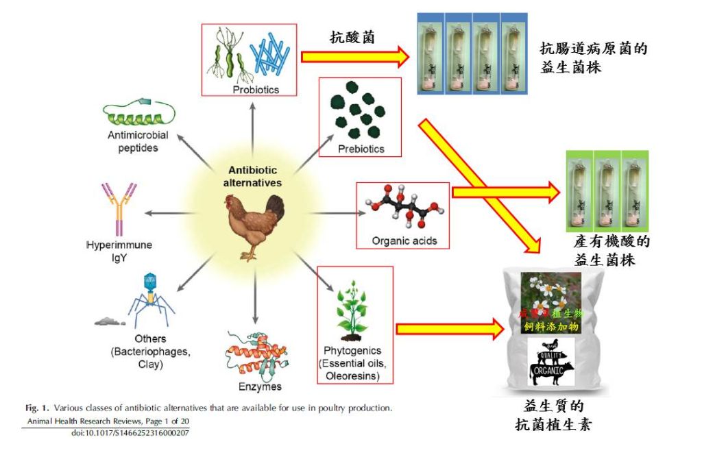 新型植生劑作為經濟動物保護劑/咸豐草改善腸道菌相與動物健康