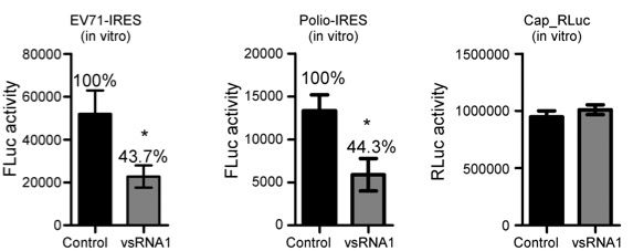 Targeting enteroviral translation machinery — novel antiviral agentcell line for vaccine production