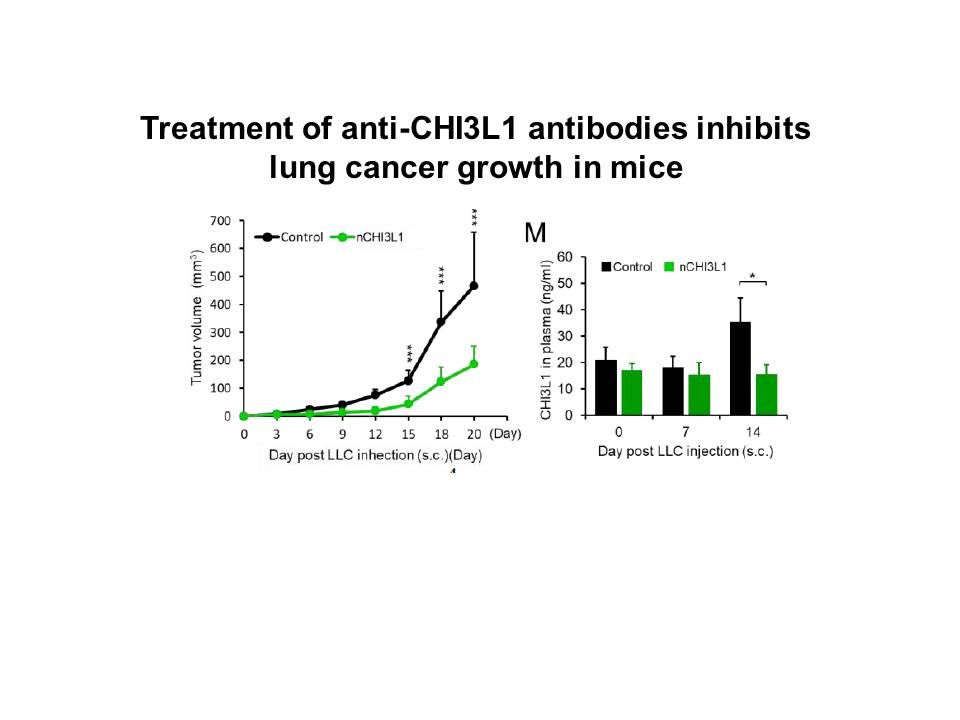 Novel immunotherapies for lung cancer by targeting chitinase-3-like protein 1IL-33/ST2L