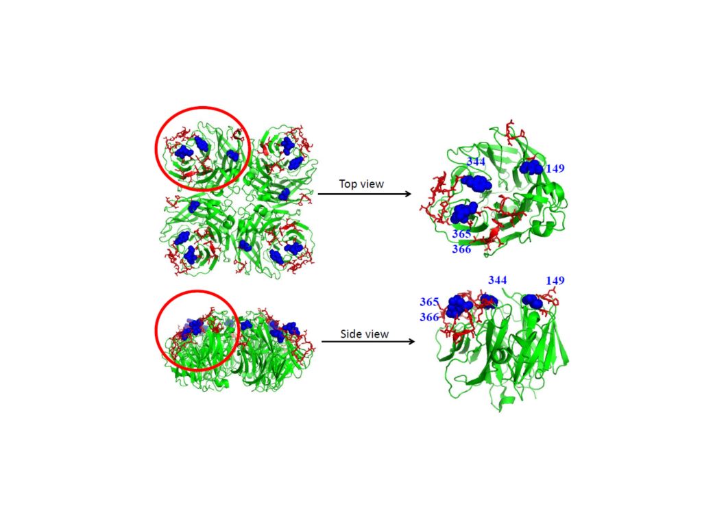 Neuraminidase mutant proteins for universal influenza vaccine development
