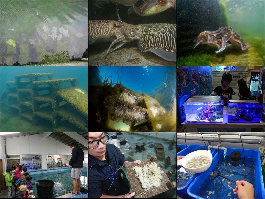 Breeding, culture, and display technique for the cuttlefish