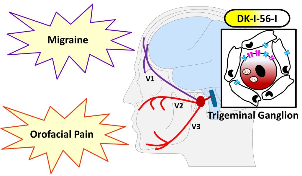 A potential first-in-class therapy for migraine and neuropsychiatric disorders