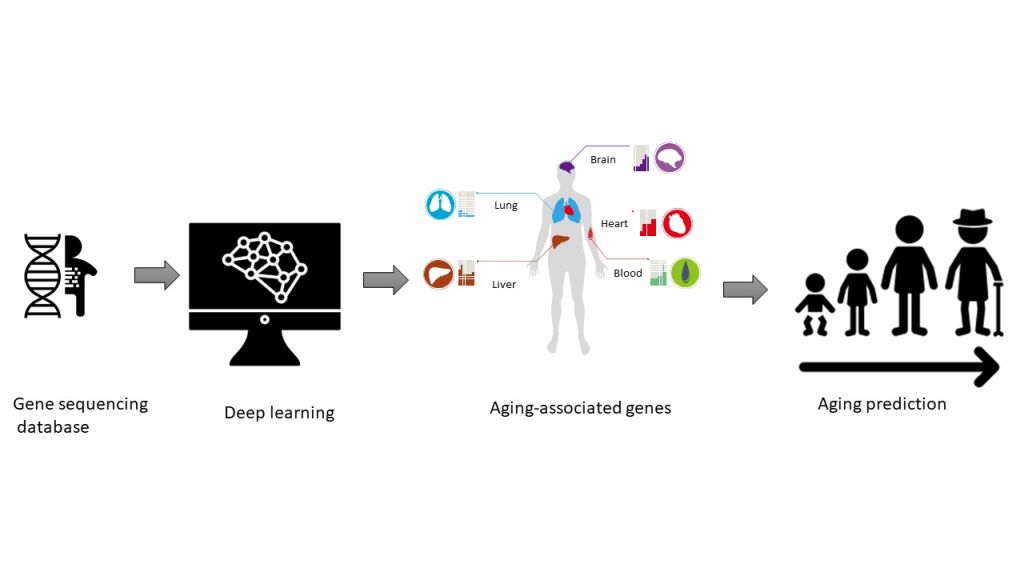 Deep learning approach for  predicting aging-associated genes
