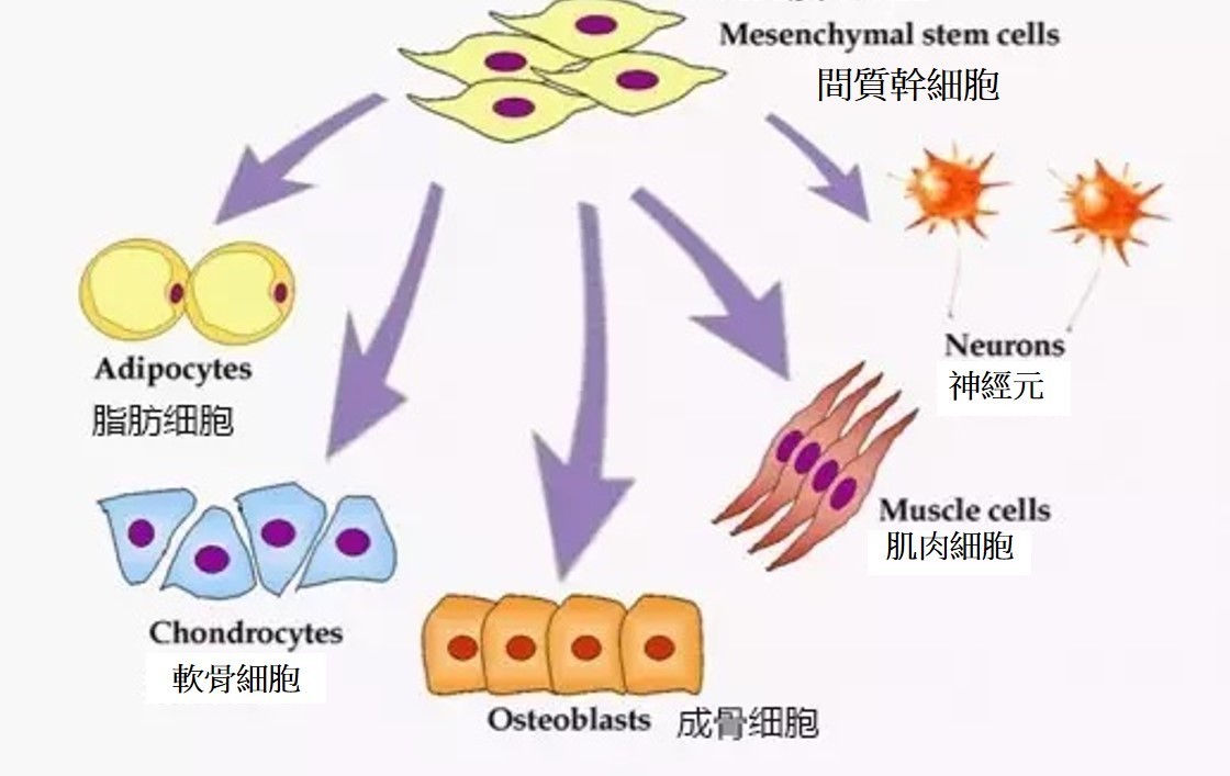 全自動快速脂肪間質幹細胞分離機