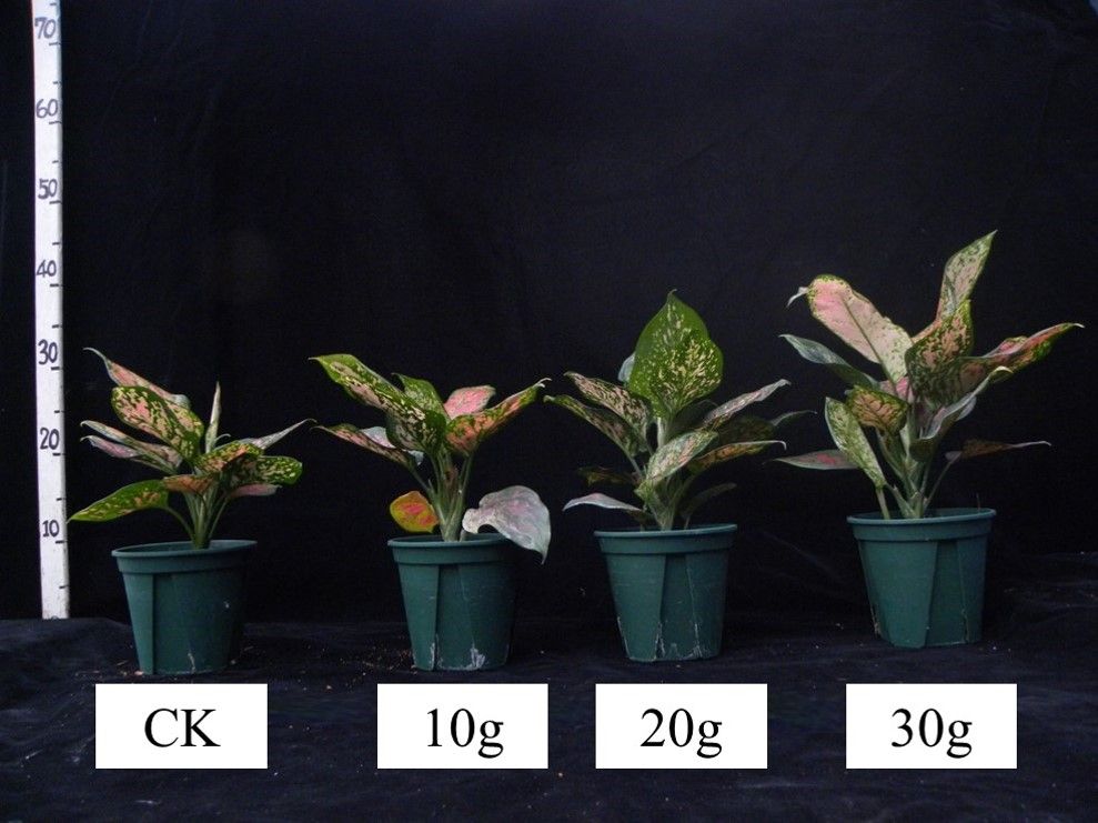 Application of water-retaining materials to promote the growth of red-leaf aglaonema