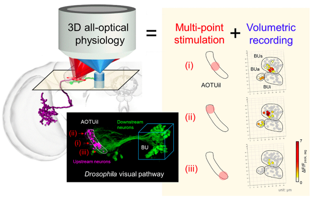 Visualization of brain connectomics: all-optical volumetric imaging/stimulation and spiking neural circuit models