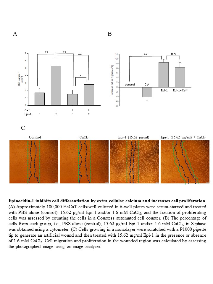 Antimicrobial peptide Epinecidin-1 promotes complete skin regeneration of methicillin-resistant Staphylococcus aureus-infected burn wounds in a swine model
