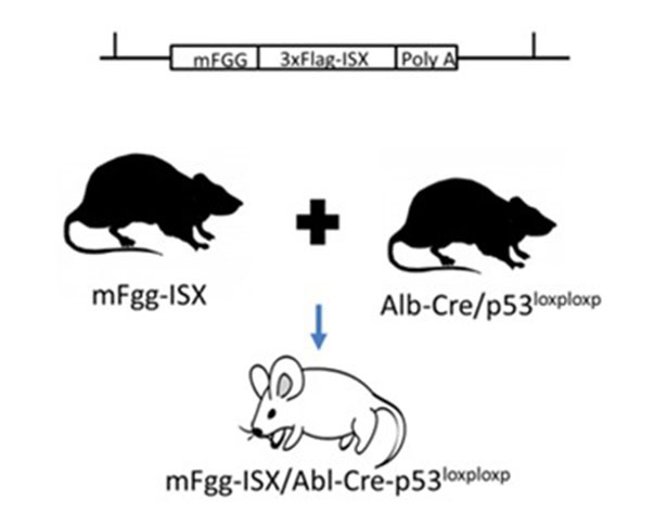 肝病變的小鼠模式的製備方法及其應用