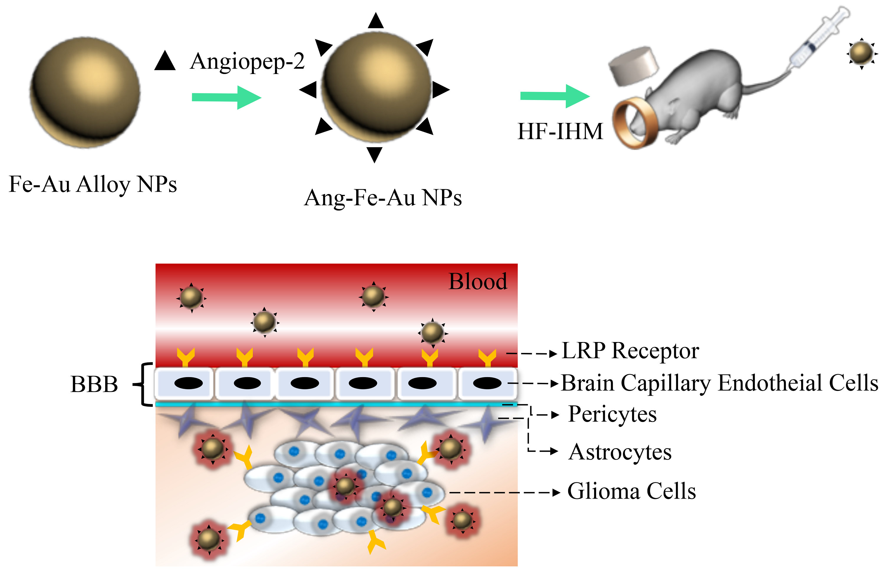 Glioma-Sensitive Delivery of Angiopep-2 Conjugated Iron Gold Alloy Nanoparticles Ensuring Simultaneous Tumor Imaging and Hyperthermia Mediated Cancer Theranostics