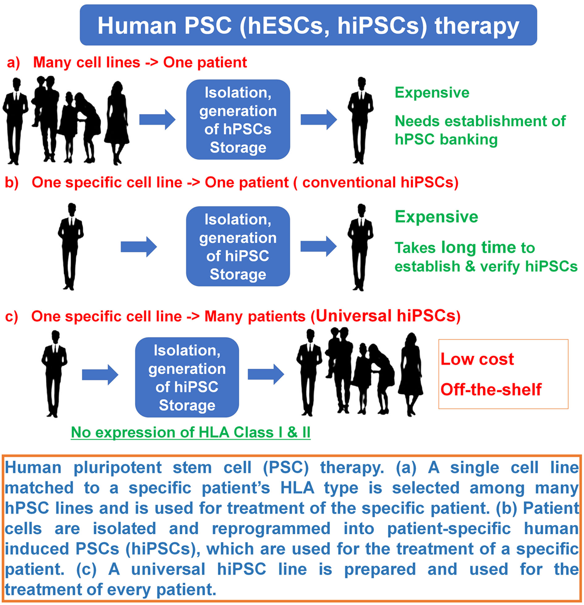 Generation and differentiation of universal induced pluripotent stem cells  for stem cell therapy