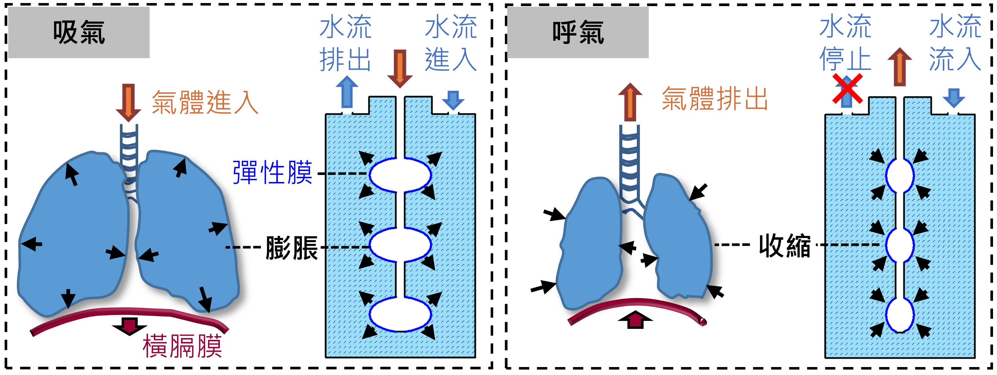 人體肺器官模擬系統