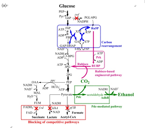 Mixotrophic ethanol production in Rubisco-based engineered Escherichia coli