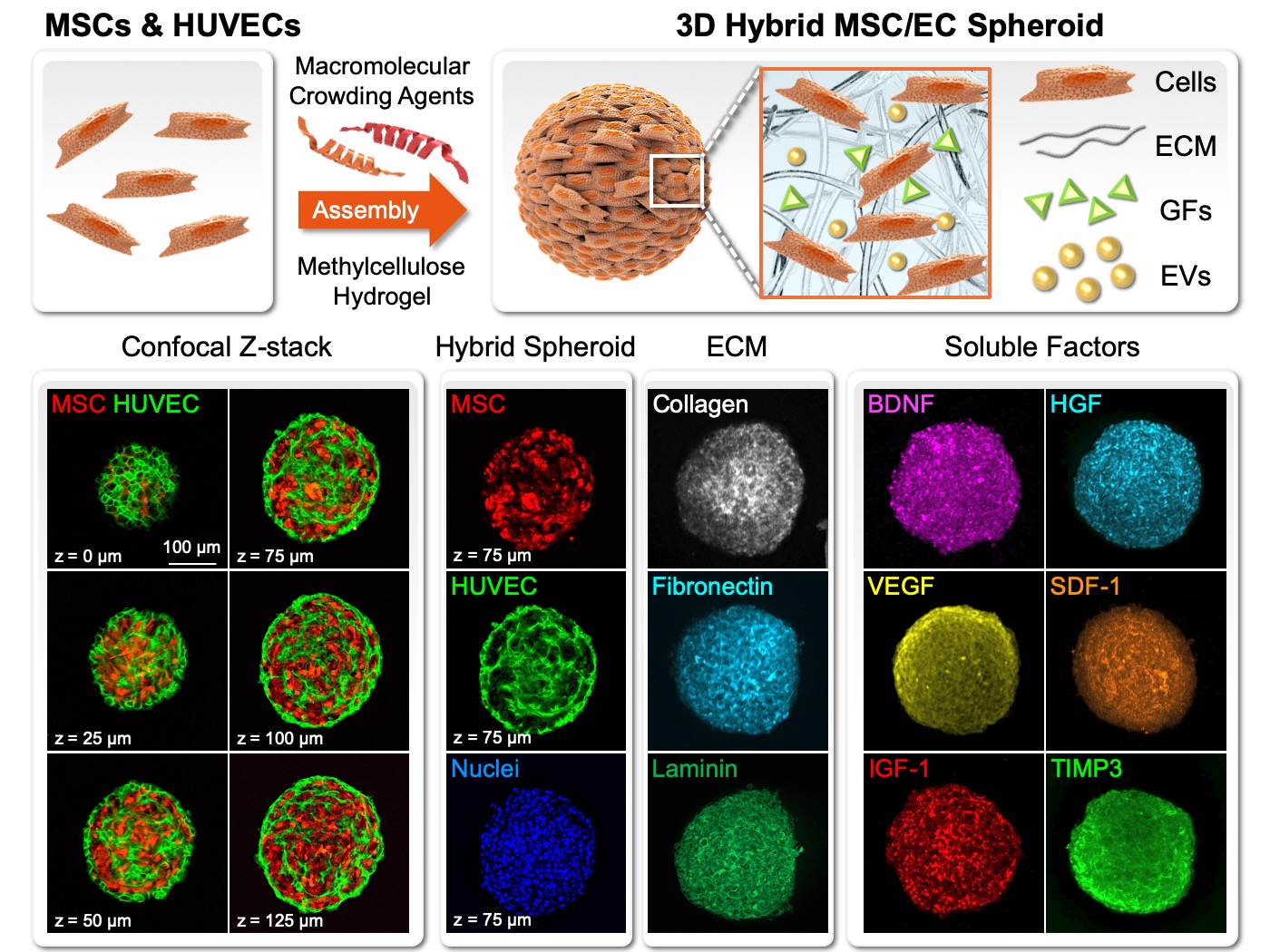 3D hybrid stem cell spheroid as a platform for cell therapy: Taking ischemic stroke treatment as an example