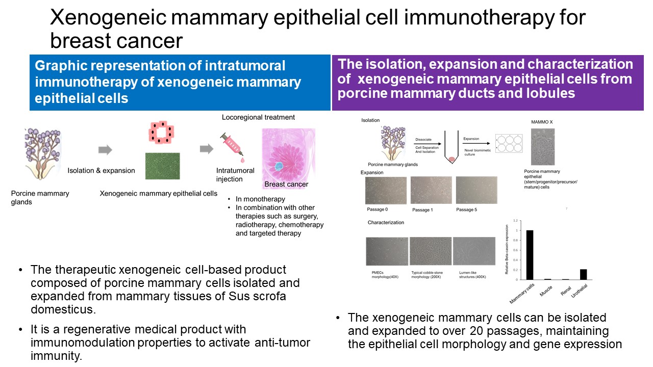 Xenogeneic mammary epithelial cell immunotherapy for breast cancer