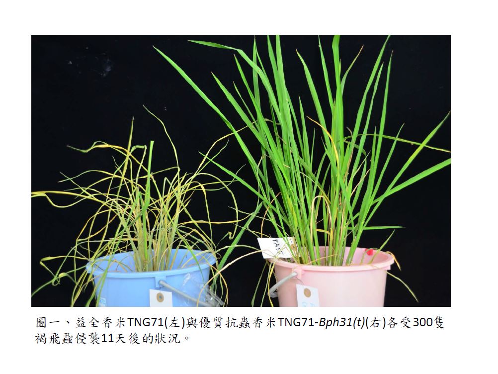 Using novel BPH-resistant rice to establish an Intelligent BPH-monitoring system and efficient BPH resistance screening techniques