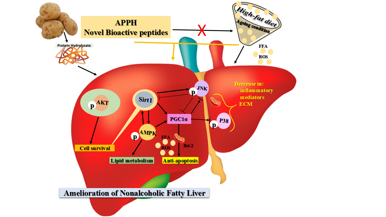 Novel Bioactive Peptides of Potato Protein Hydrolysate- the Mechanism of Anti- Hyperlipidemia, Hyperglycemia, Hypertension and NAFLD for Development of Multi-Functional Nutraceutical Strategies