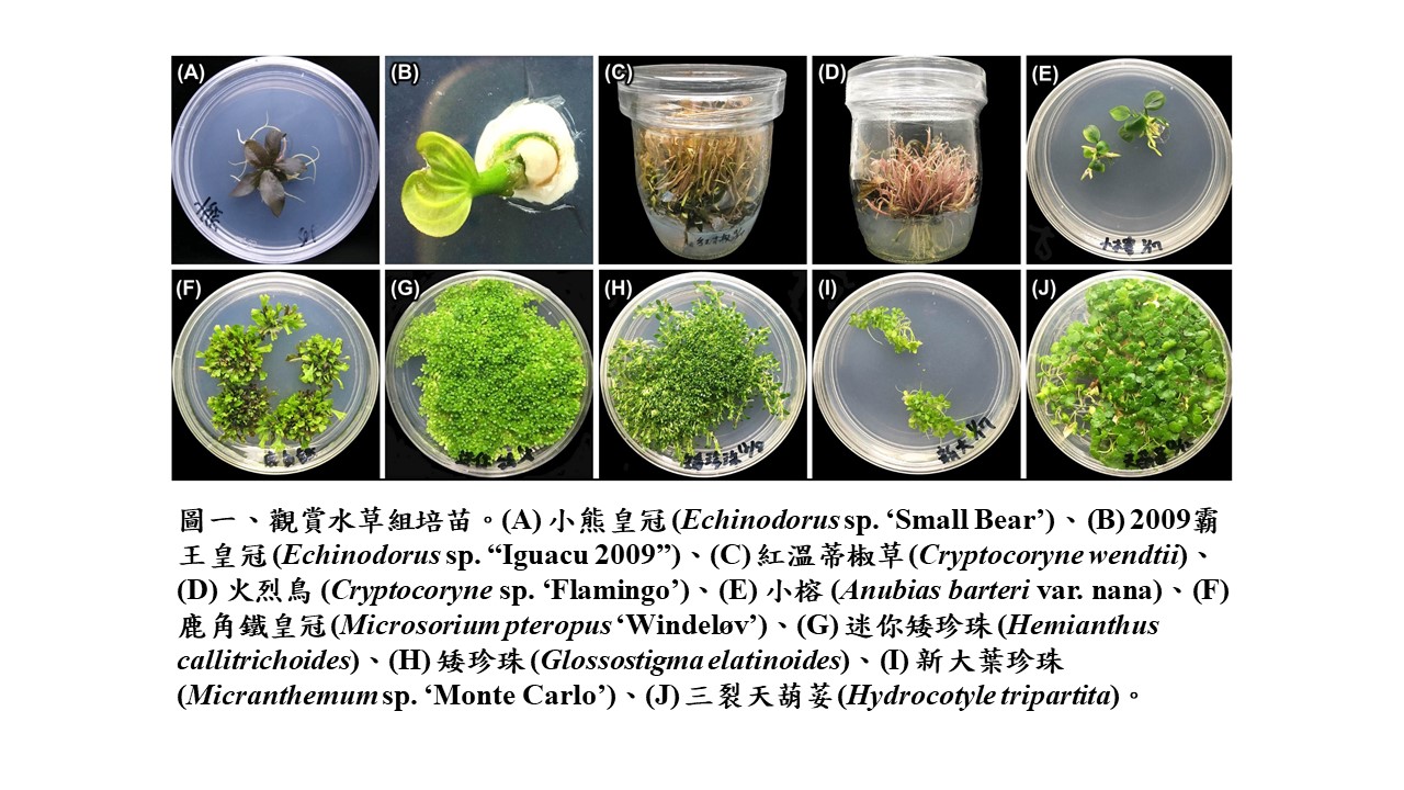 The plant tissue culture technique for aquarium plants seedling production