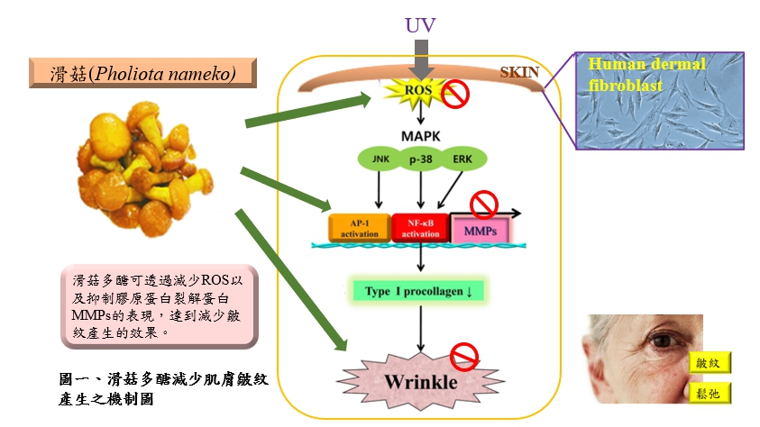 Development of raw materials for skin care products- structure, efficacy, and safety of the Pholiota nameko polysaccharide.
