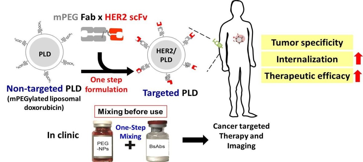 One step formulation of mPEGylated nanoparticles with humanized bispecific antibodies for cancer targeted therapy