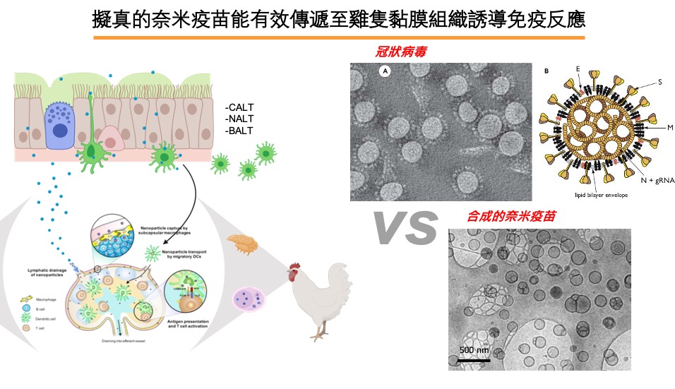 可誘發黏膜免疫之家禽冠狀病毒受體結合域蛋白質疫苗