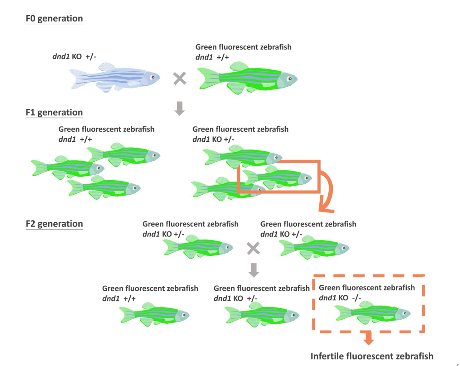 基因體編輯技術在觀賞魚精準育種之應用