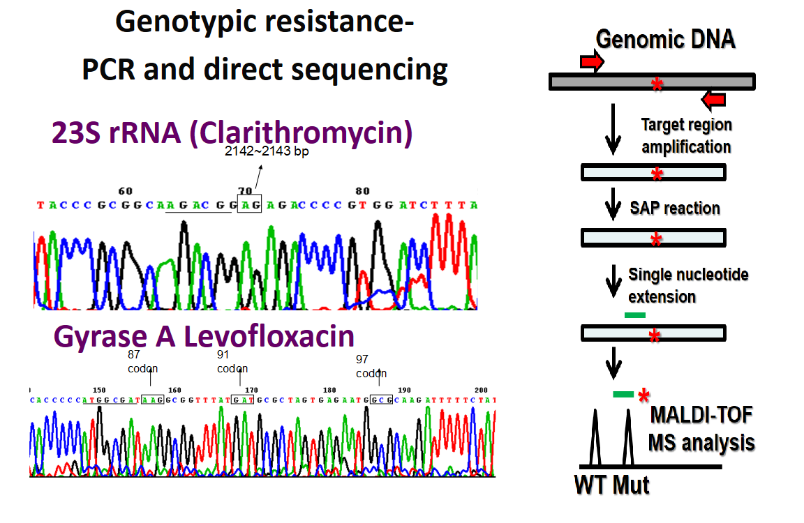 Determination of genotypic resistance of Helicobacter pylori