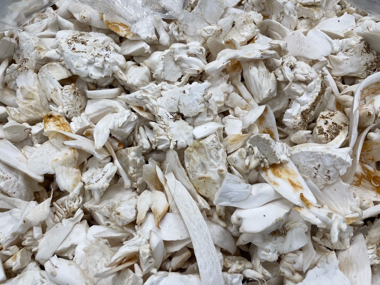 n extract from a by-product of king oyster mushroom as prebiotic to enhance the probiotic efficacy of lactic acid bacteria-stimulates growthhealth status of shrimp