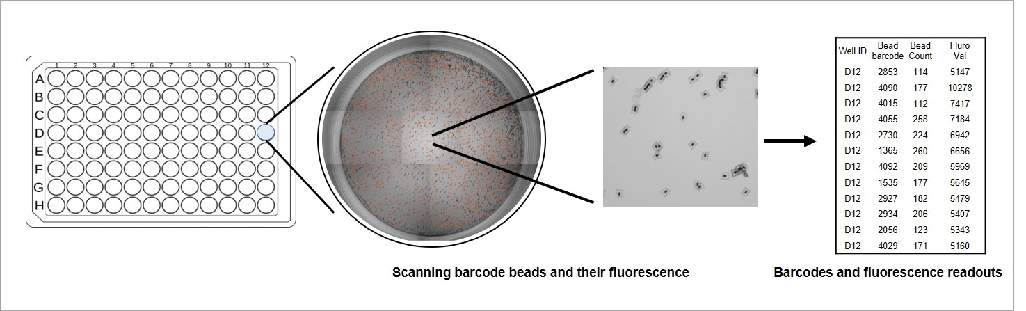 Multiplexed barcode bead platform for serology detections