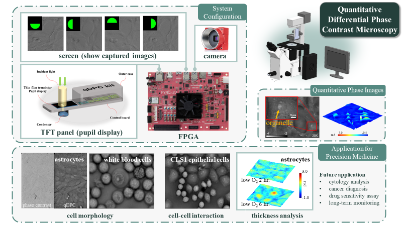 AI輔助3D活細胞免染色定量顯微自動化拍攝系統