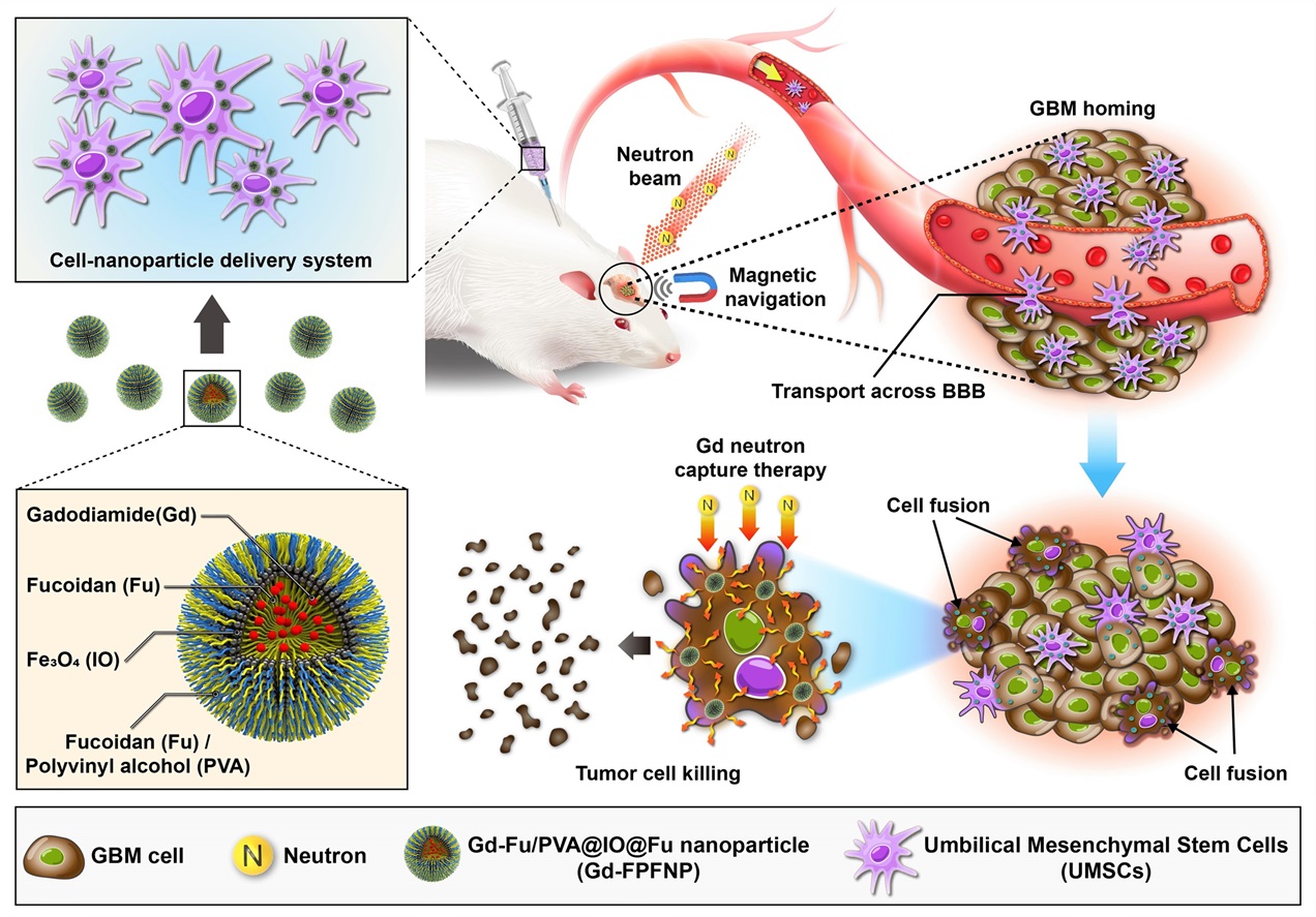 Stem cell-nanoparticle-system as a nanobiopharmaceutical agent for glioblastoma neutron capture therapy