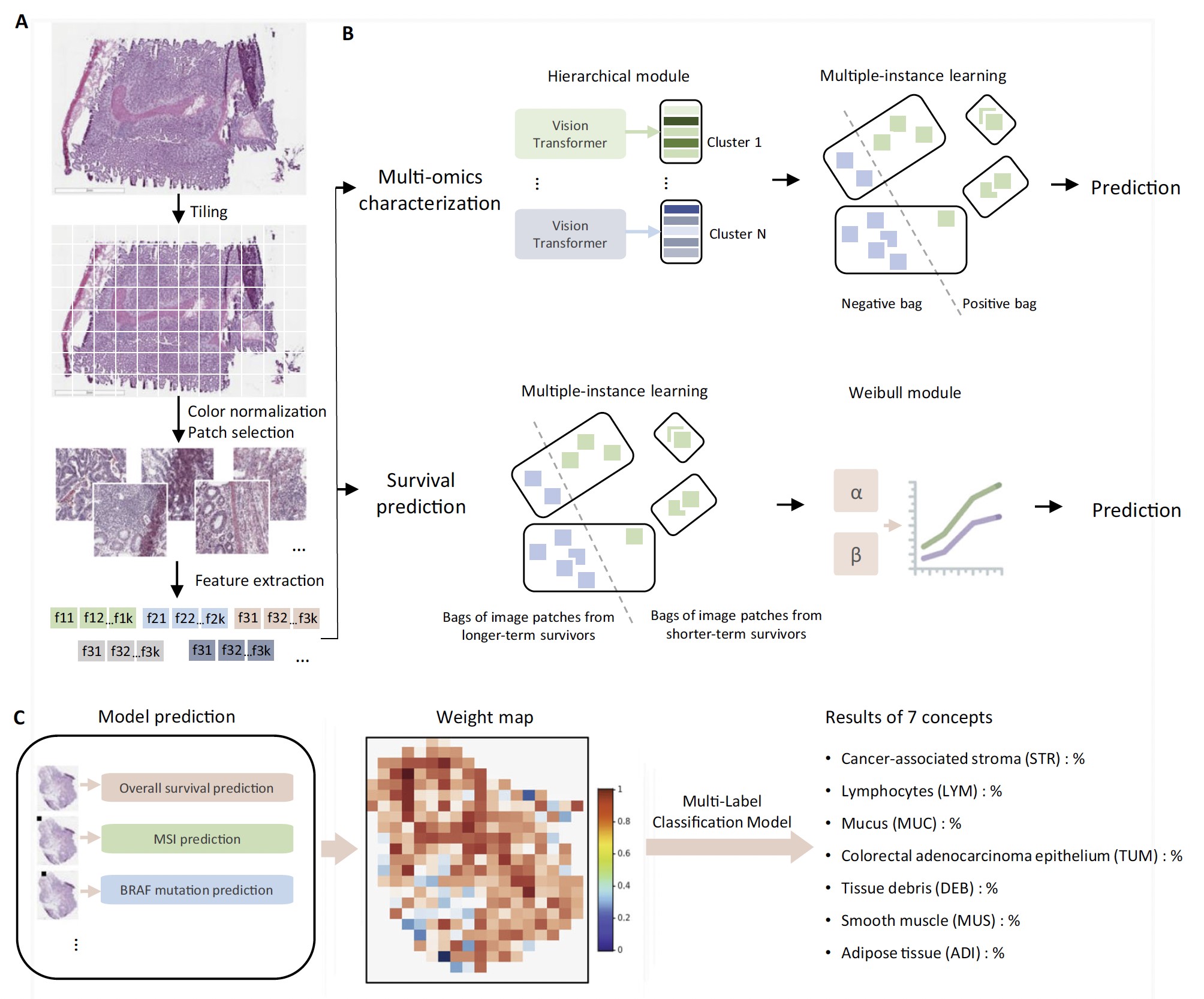 A Pioneer Novel Weakly-supervised Multi-instance Learning Framework for Genetic Expression Recognition and Survival Prediction in Digital Pathology Images