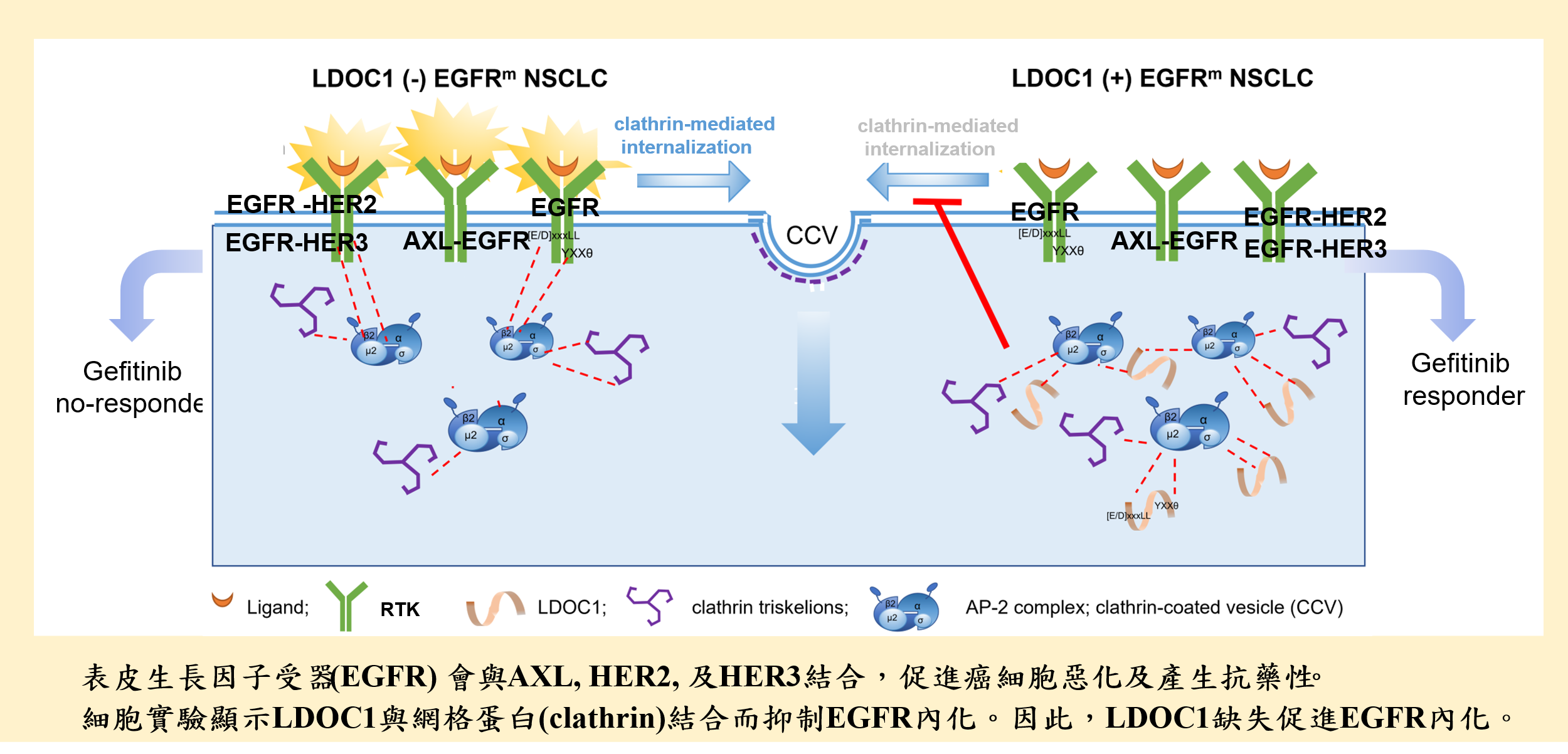 High-precision prediction method for EGFR-TKI efficacy