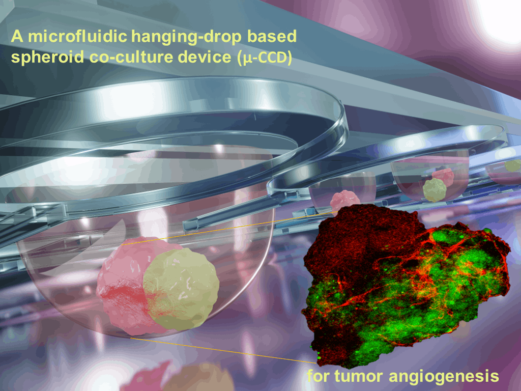 Microfluidic three-dimensional cell spheroid co-culture chip technology