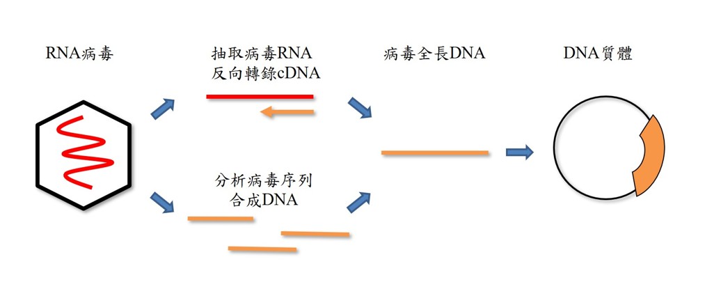 以反向基因平台建構腸病毒