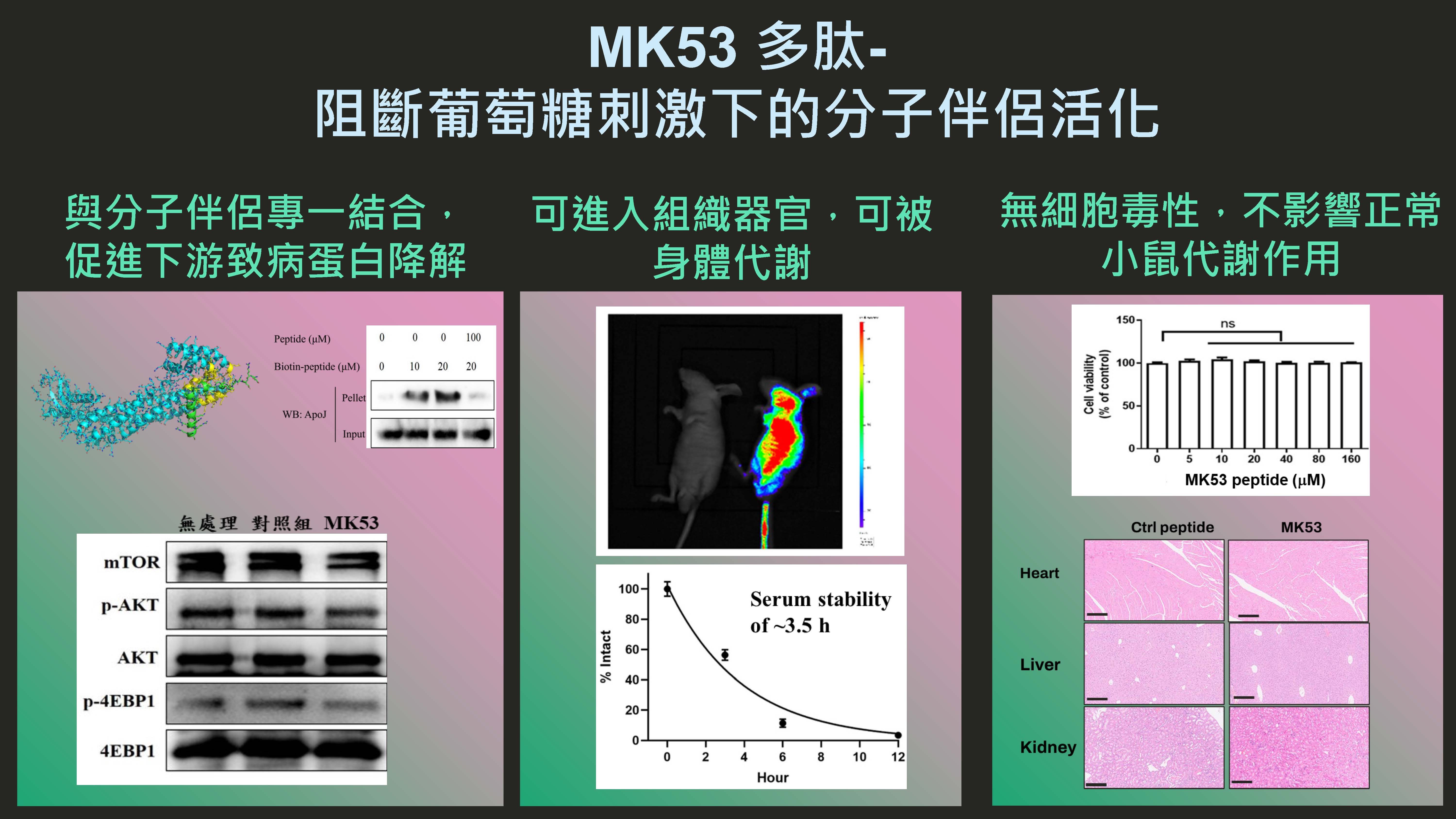 MK53多肽: 第二型糖尿病及其共病之創新轉譯應用