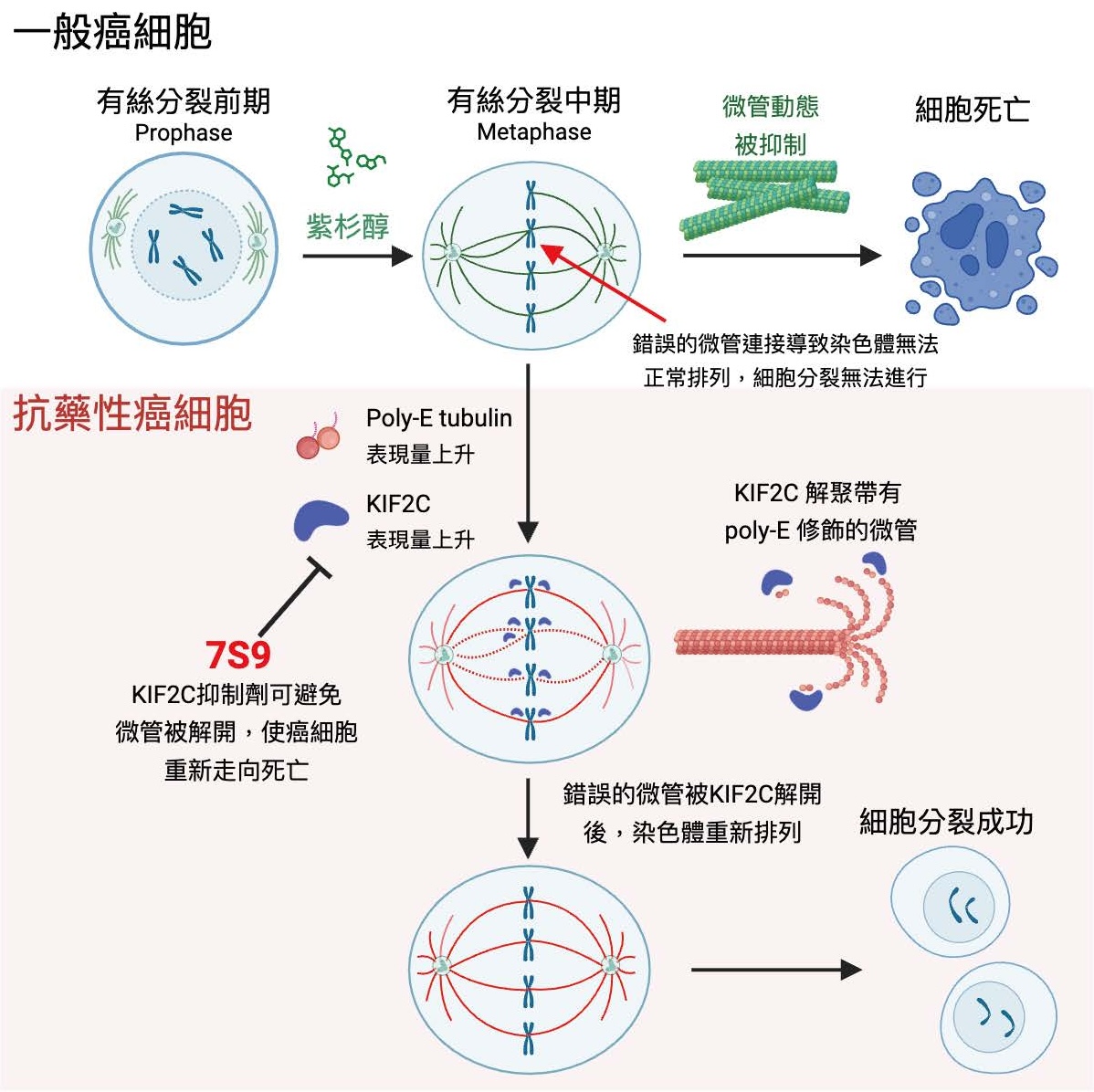 首創 KIF2C 小分子抑制劑克服腫瘤多重抗藥性